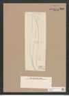 Rhoicosigma robustum Grun. (de-Toni-Nr.: Genus 15, Species 1129) Zeichnungen Sammlung Grunow Nr. 2222 (NHMW-BOT-W0369309)
